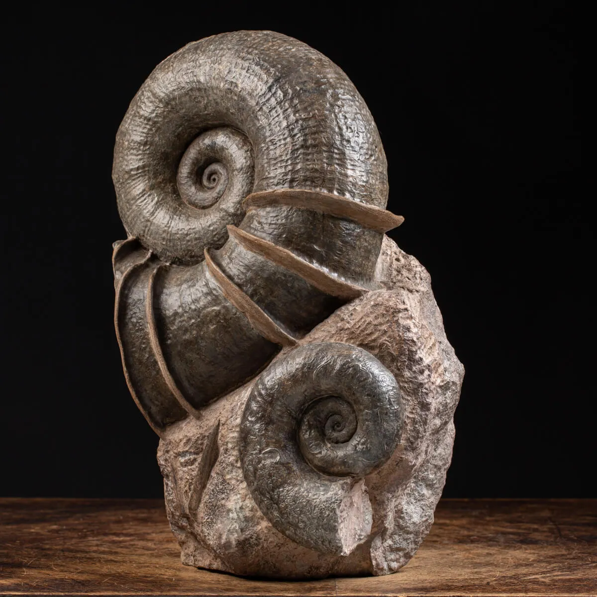 Ammonite Lytoceras Fimbriatum
