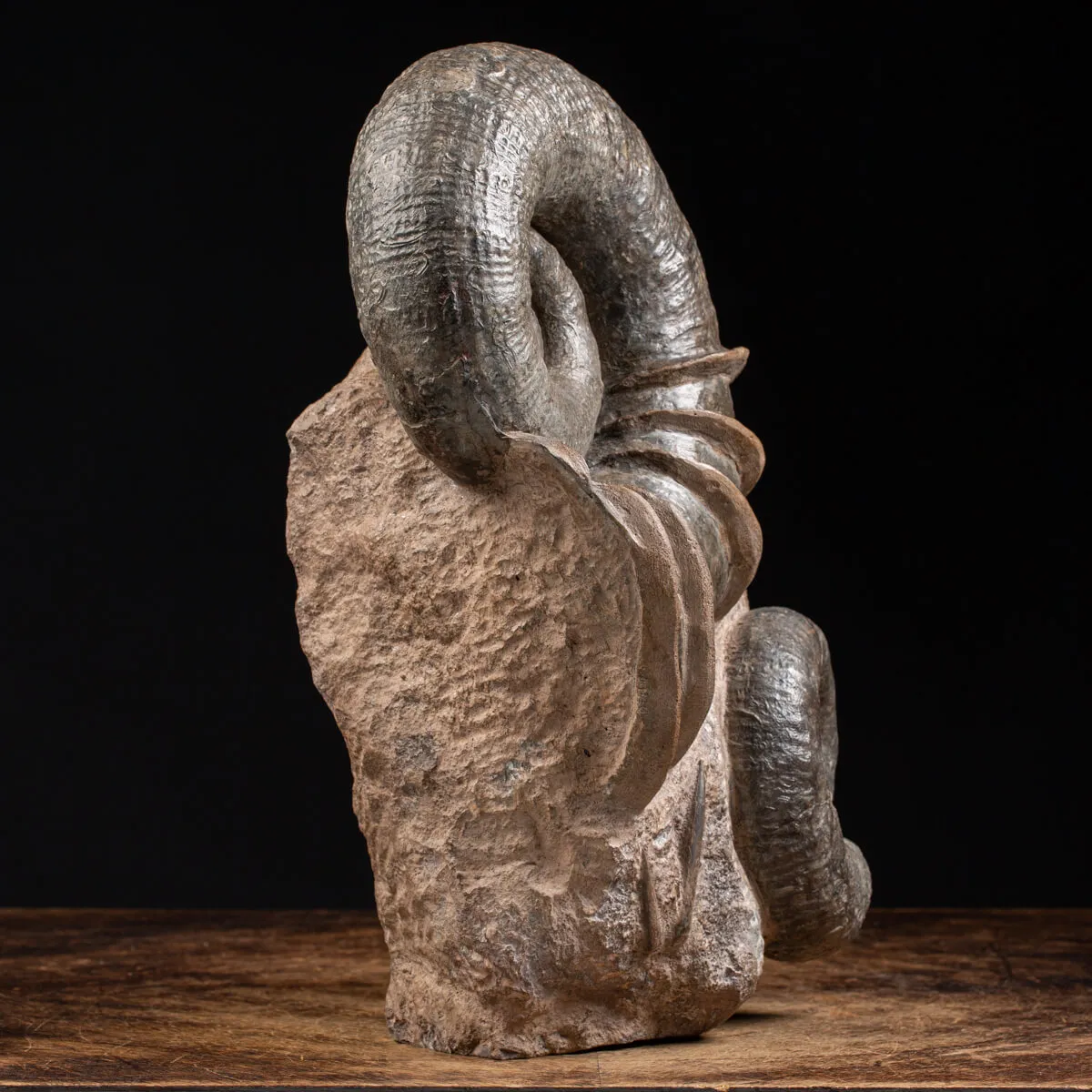 Ammonite Lytoceras Fimbriatum