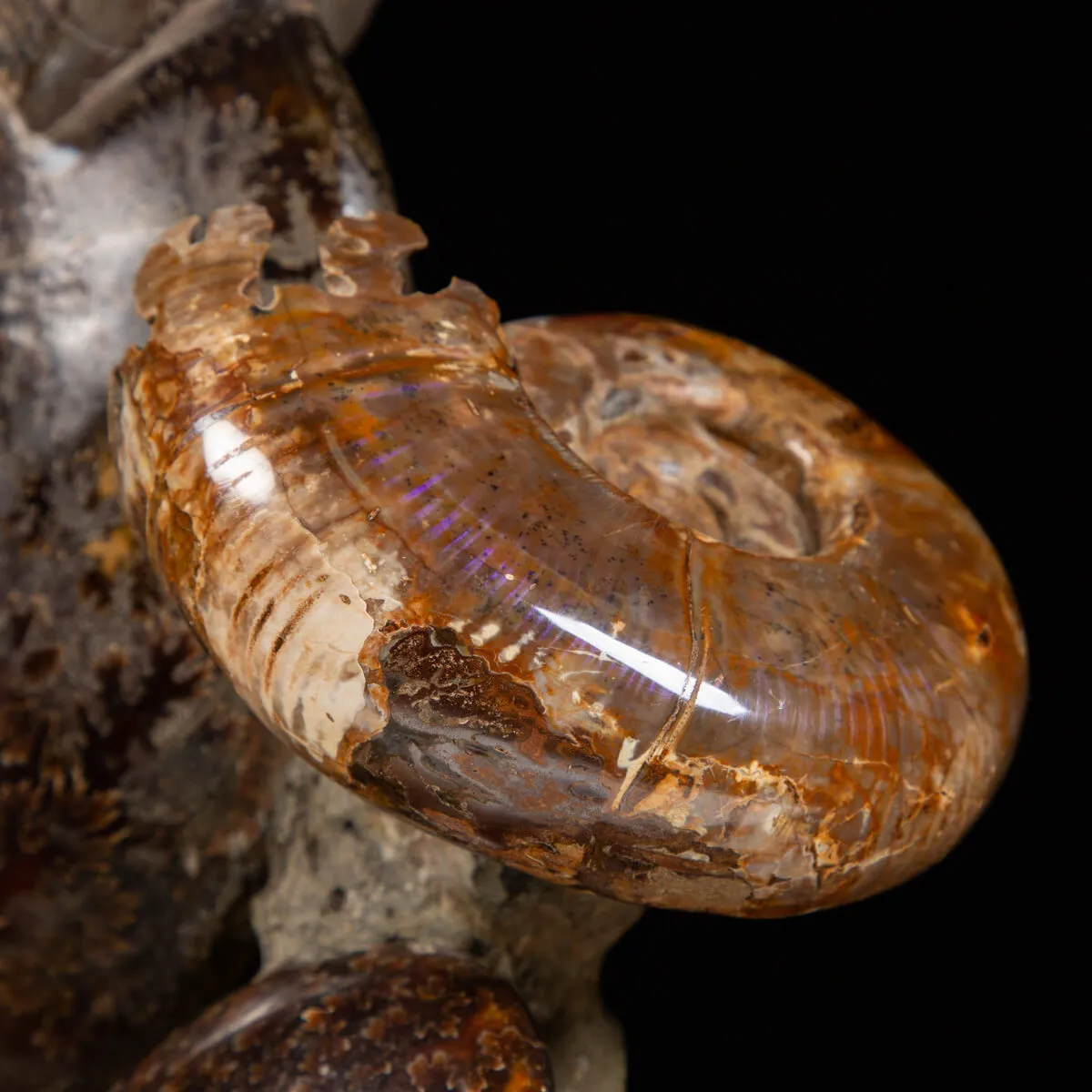 Gruppo di Ammoniti e Nautilus