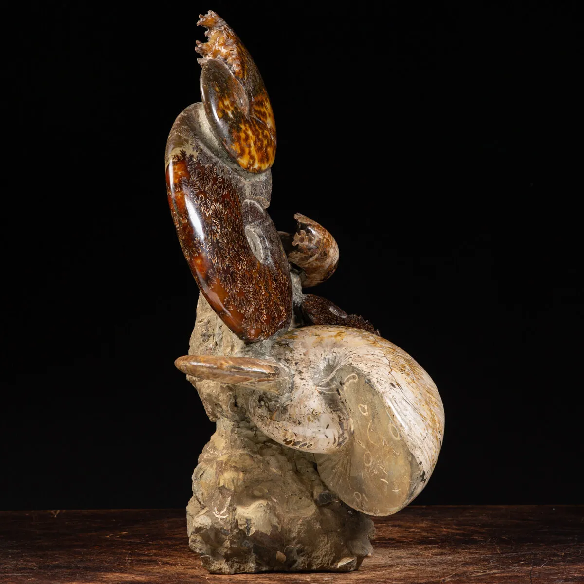 Gruppo di Ammoniti e Nautilus