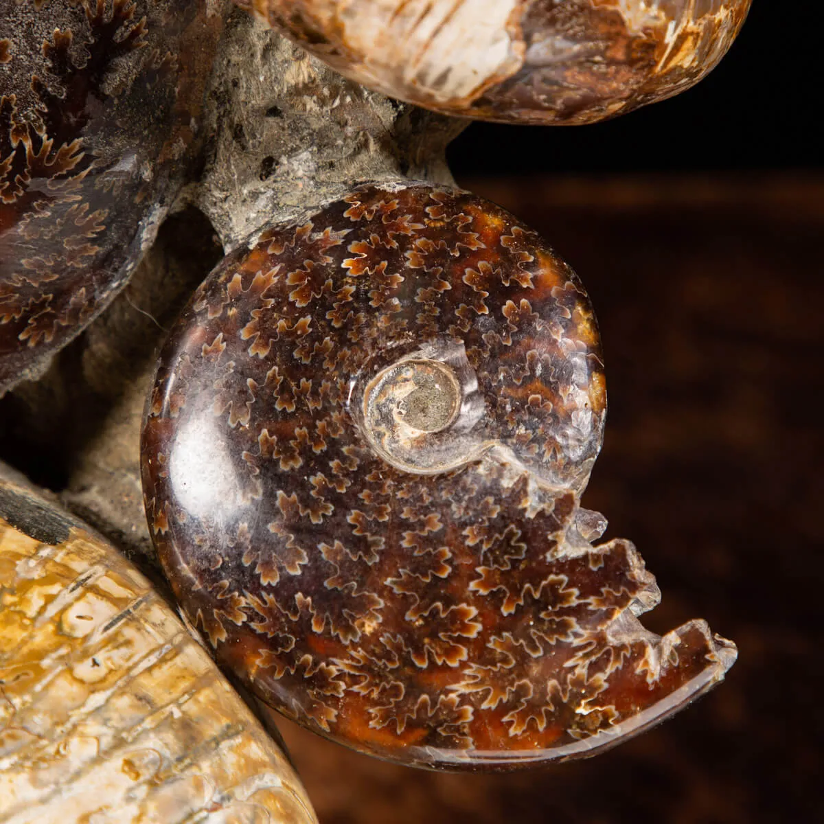 Gruppo di Ammoniti e Nautilus