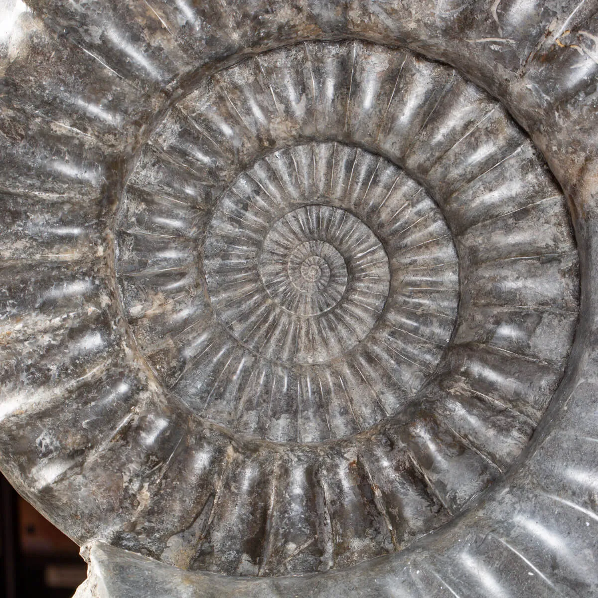 Ammonite Arietites Bucklandi