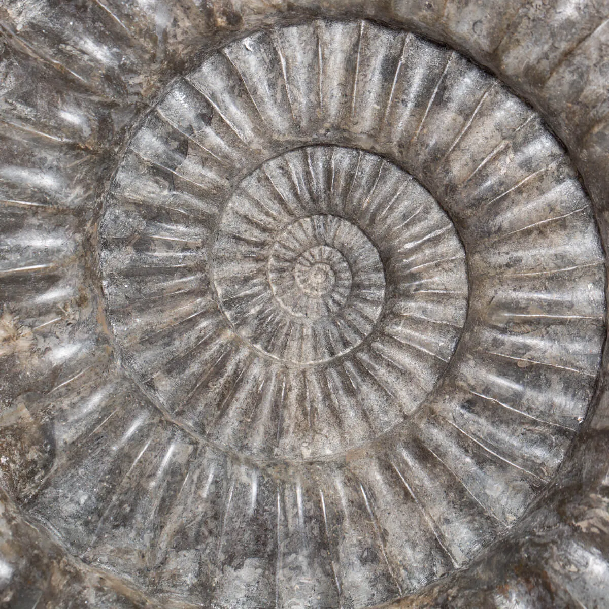 Ammonite Arietites Bucklandi
