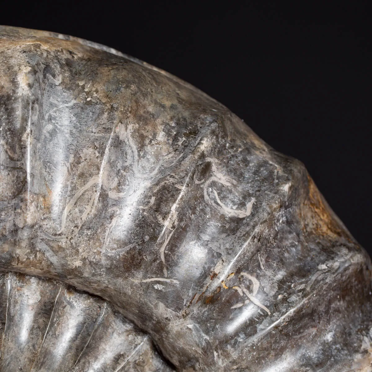 Ammonite Arietites Bucklandi