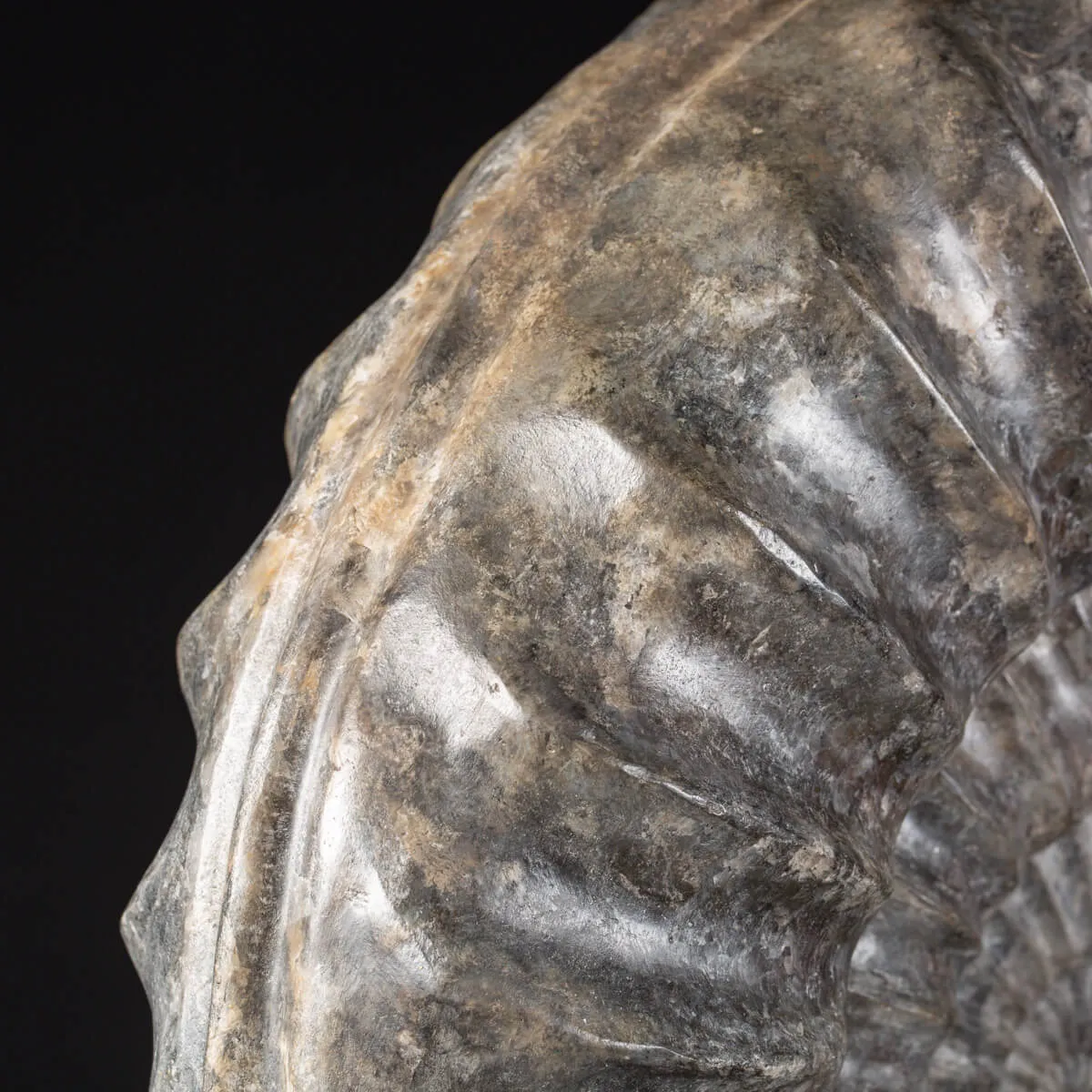 Ammonite Arietites Bucklandi