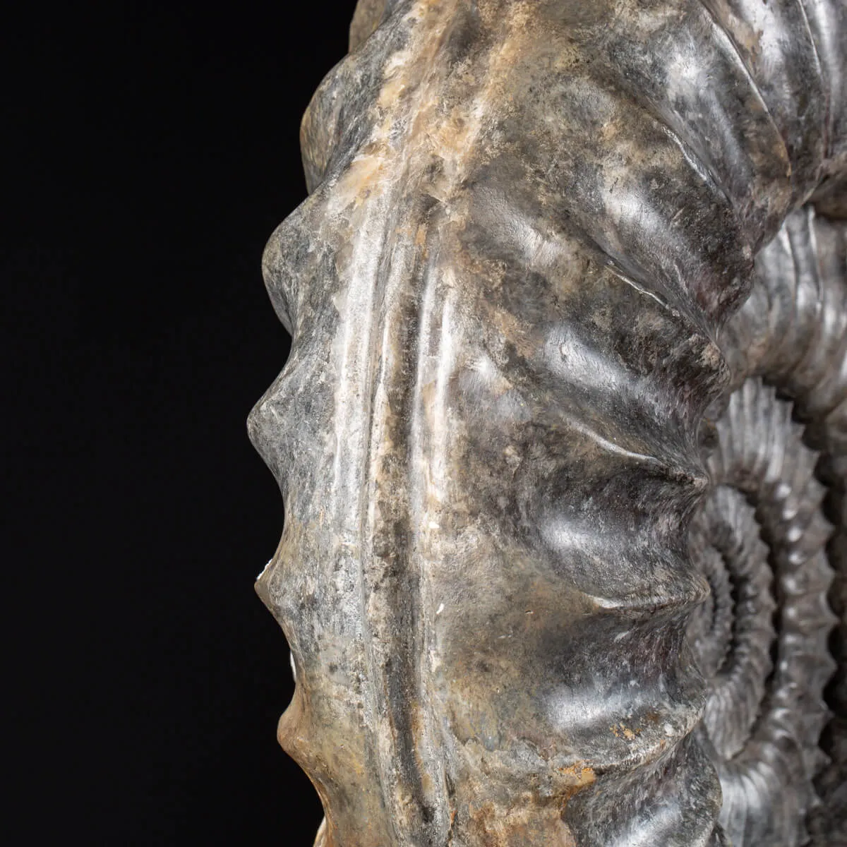 Ammonite Arietites Bucklandi