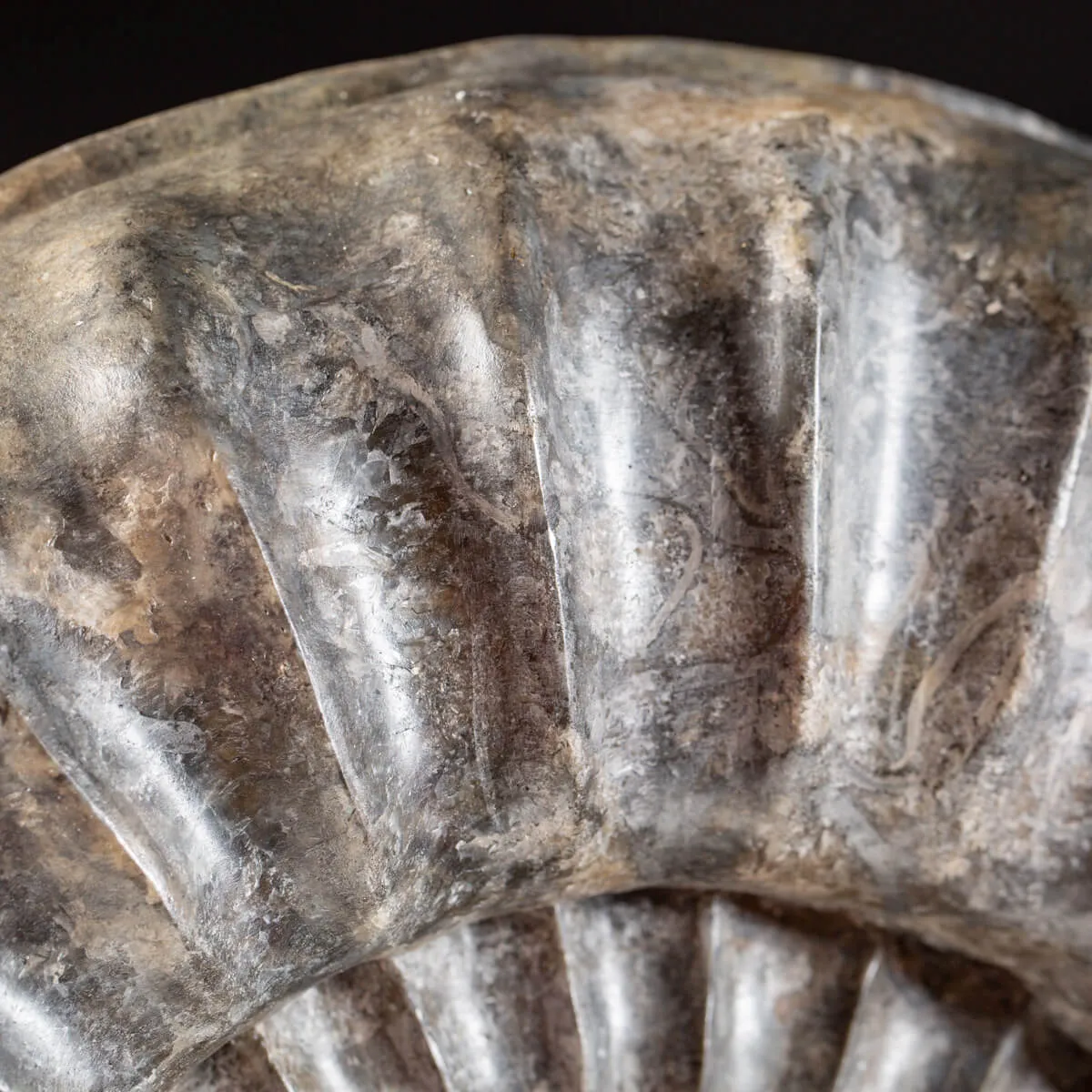 Ammonite Arietites Bucklandi