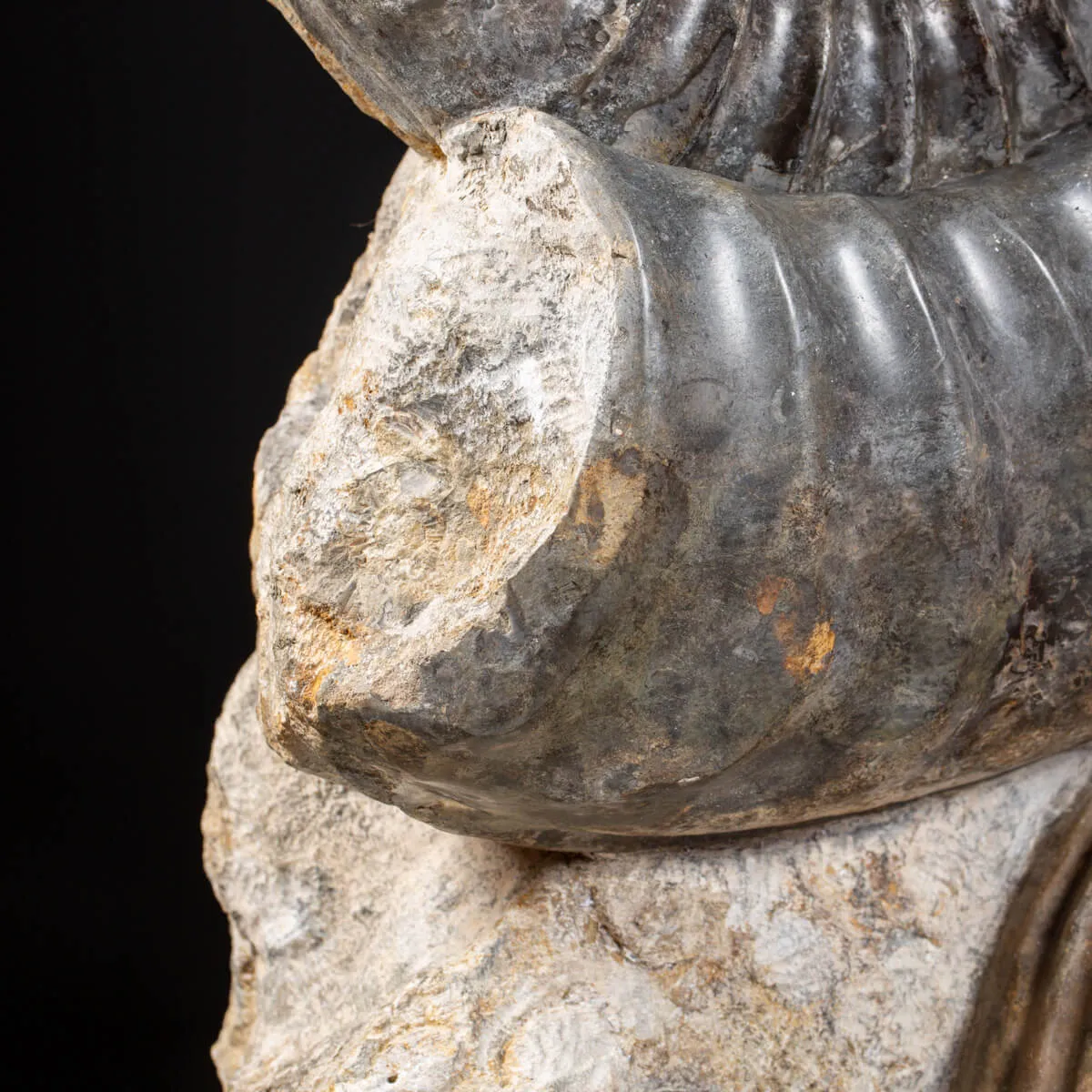 Ammonite Arietites Bucklandi