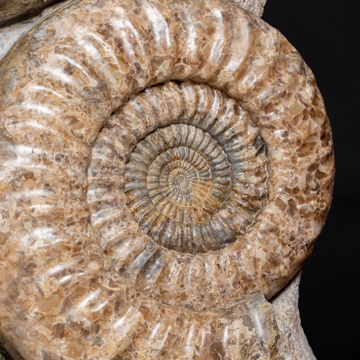 Ammonite Arietites Bucklandi