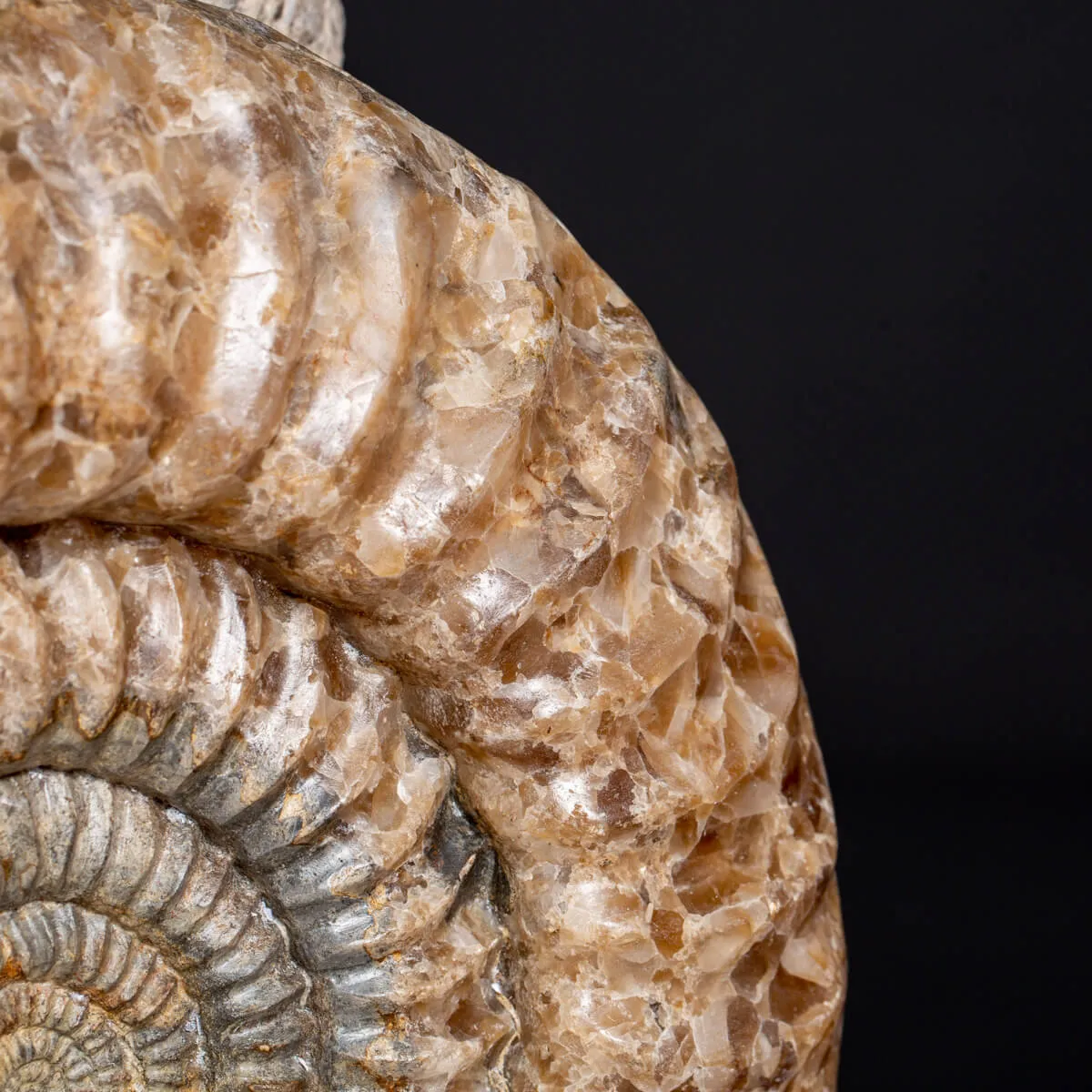 Ammonite Arietites Bucklandi