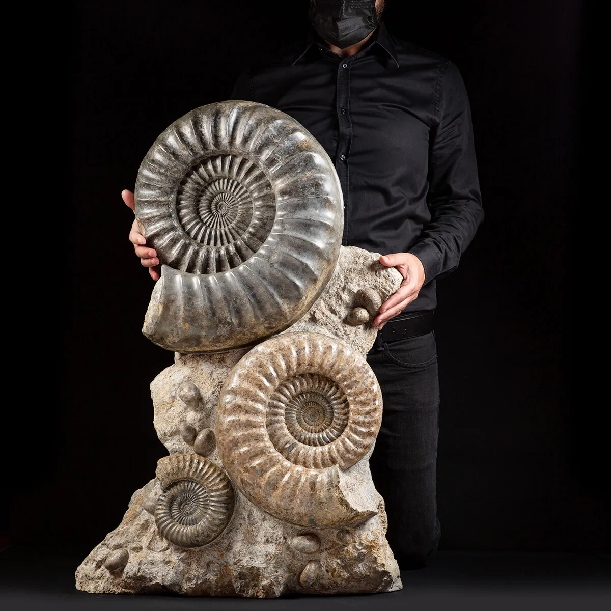 Ammonite Arietites Bucklandi