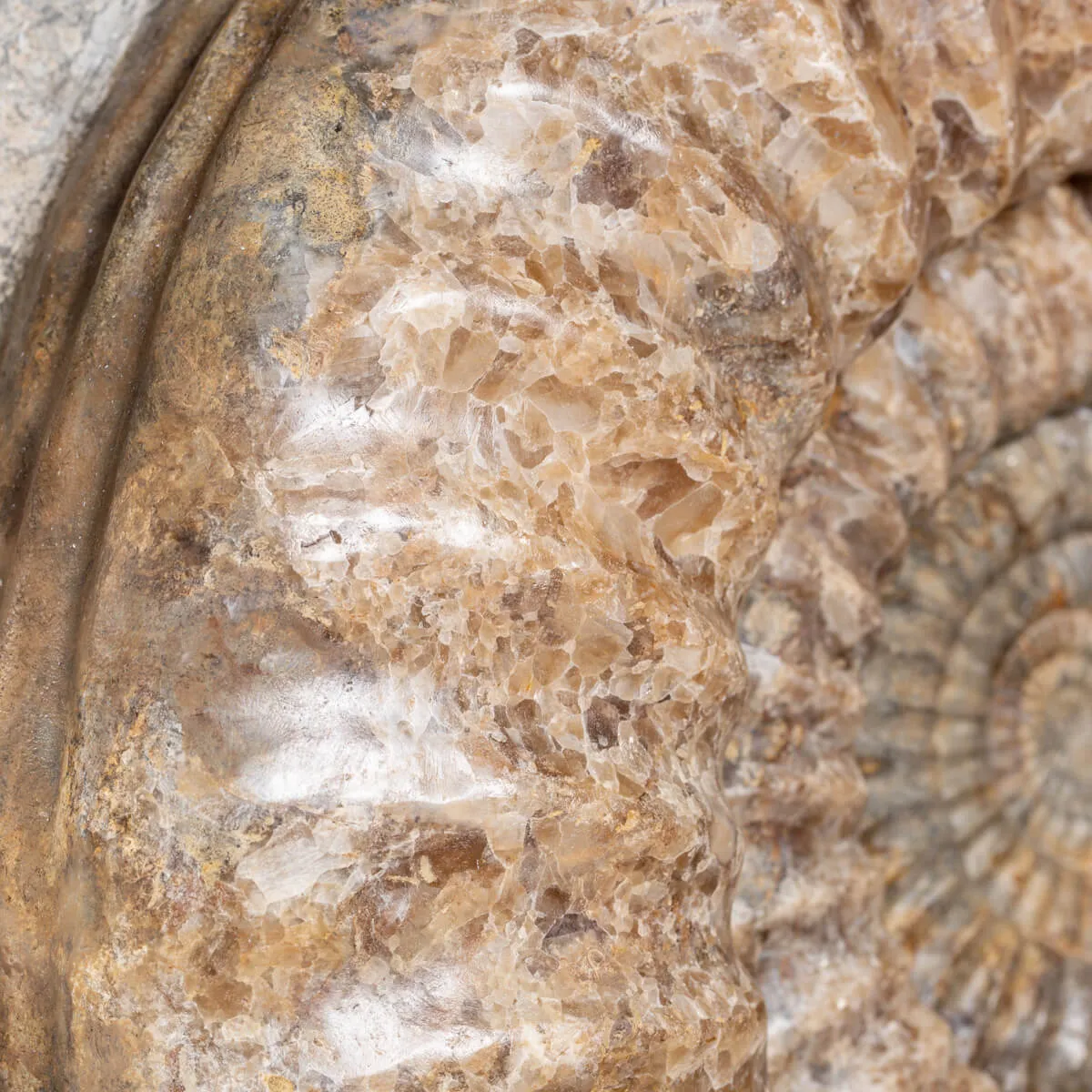 Ammonite Arietites Bucklandi
