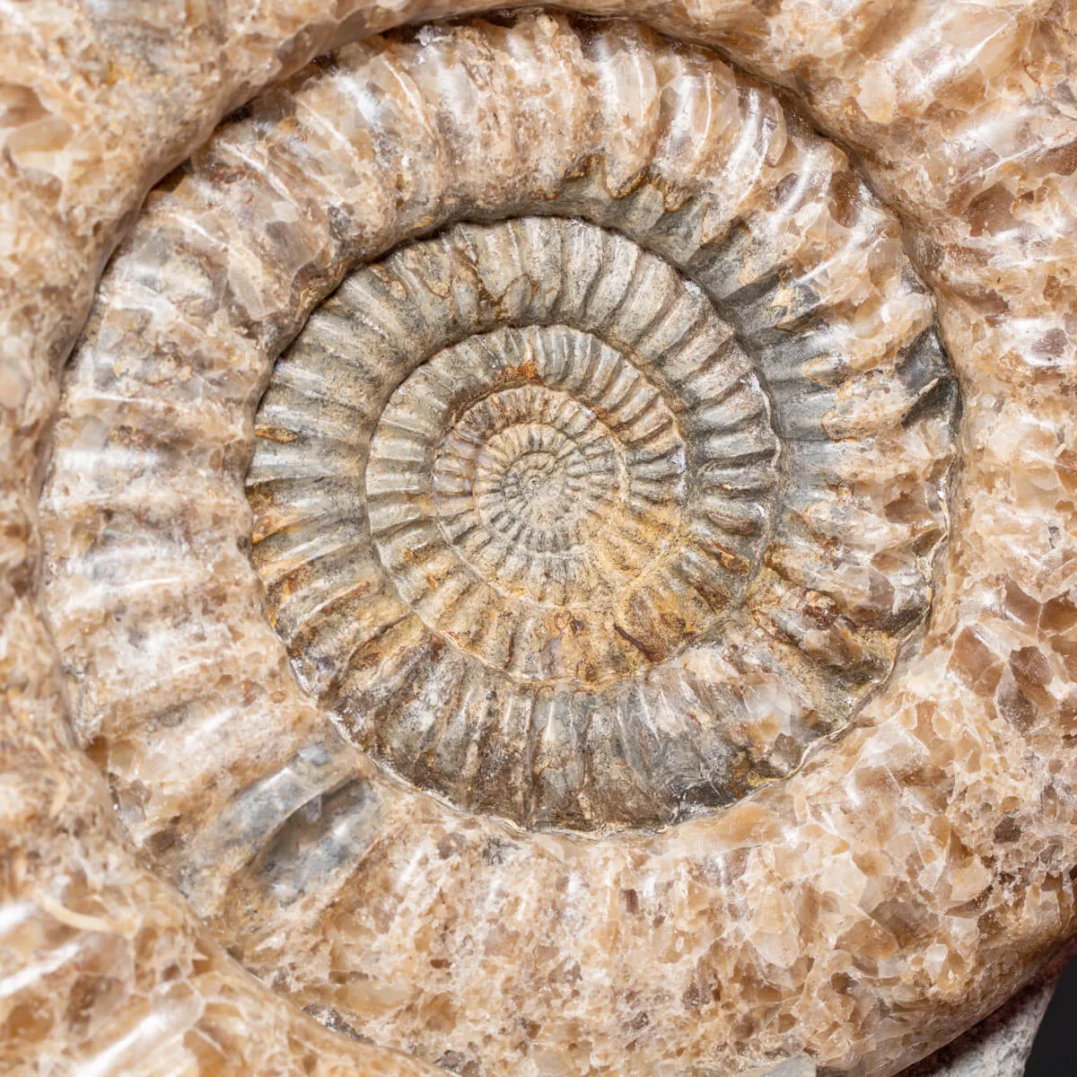 Ammonite Arietites Bucklandi