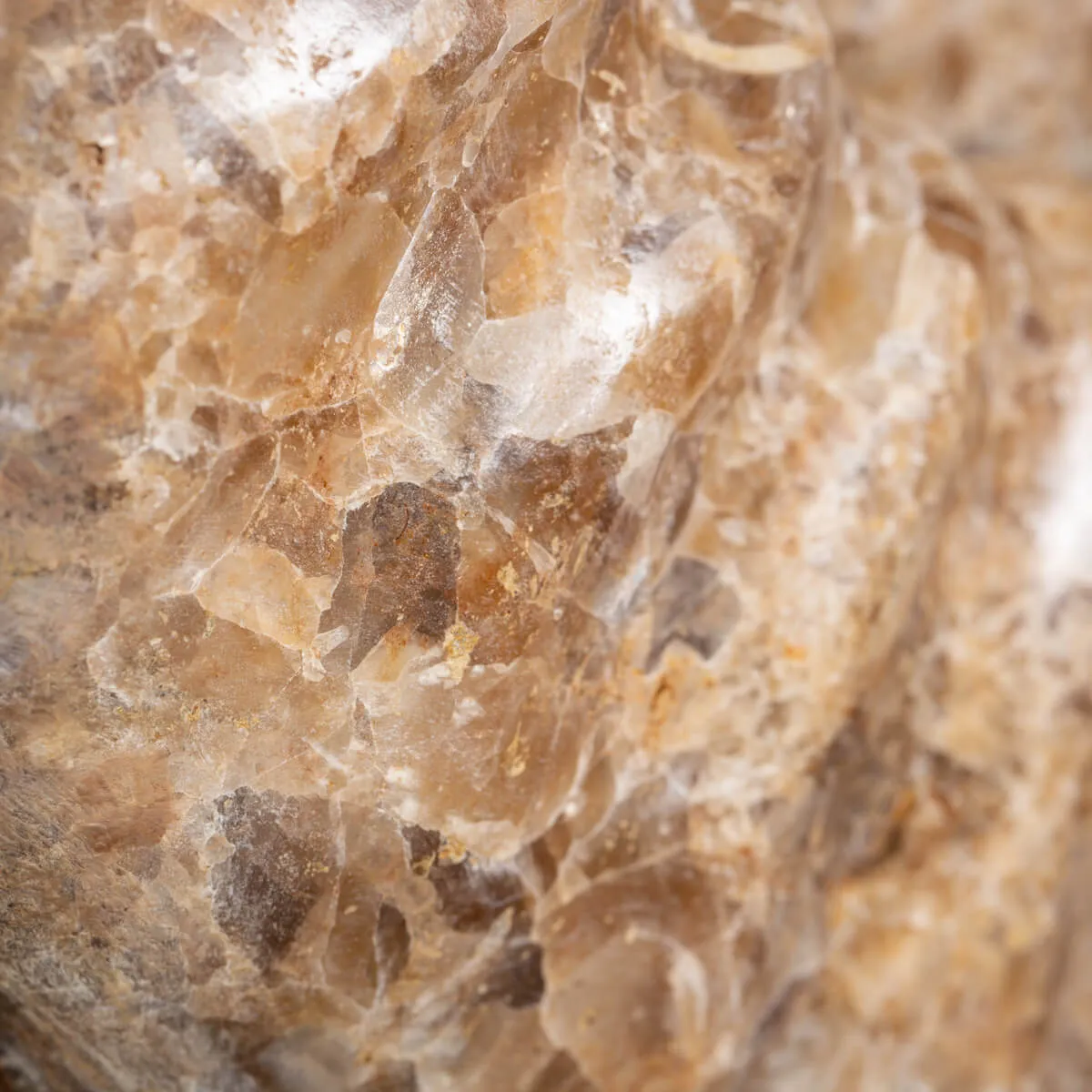 Ammonite Arietites Bucklandi