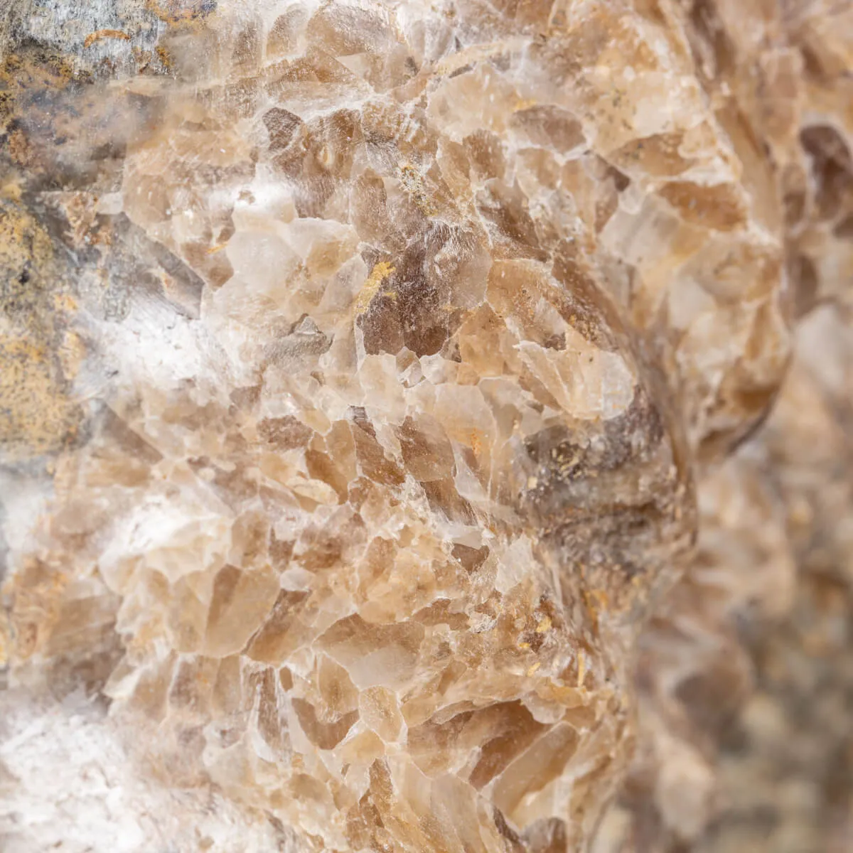 Ammonite Arietites Bucklandi