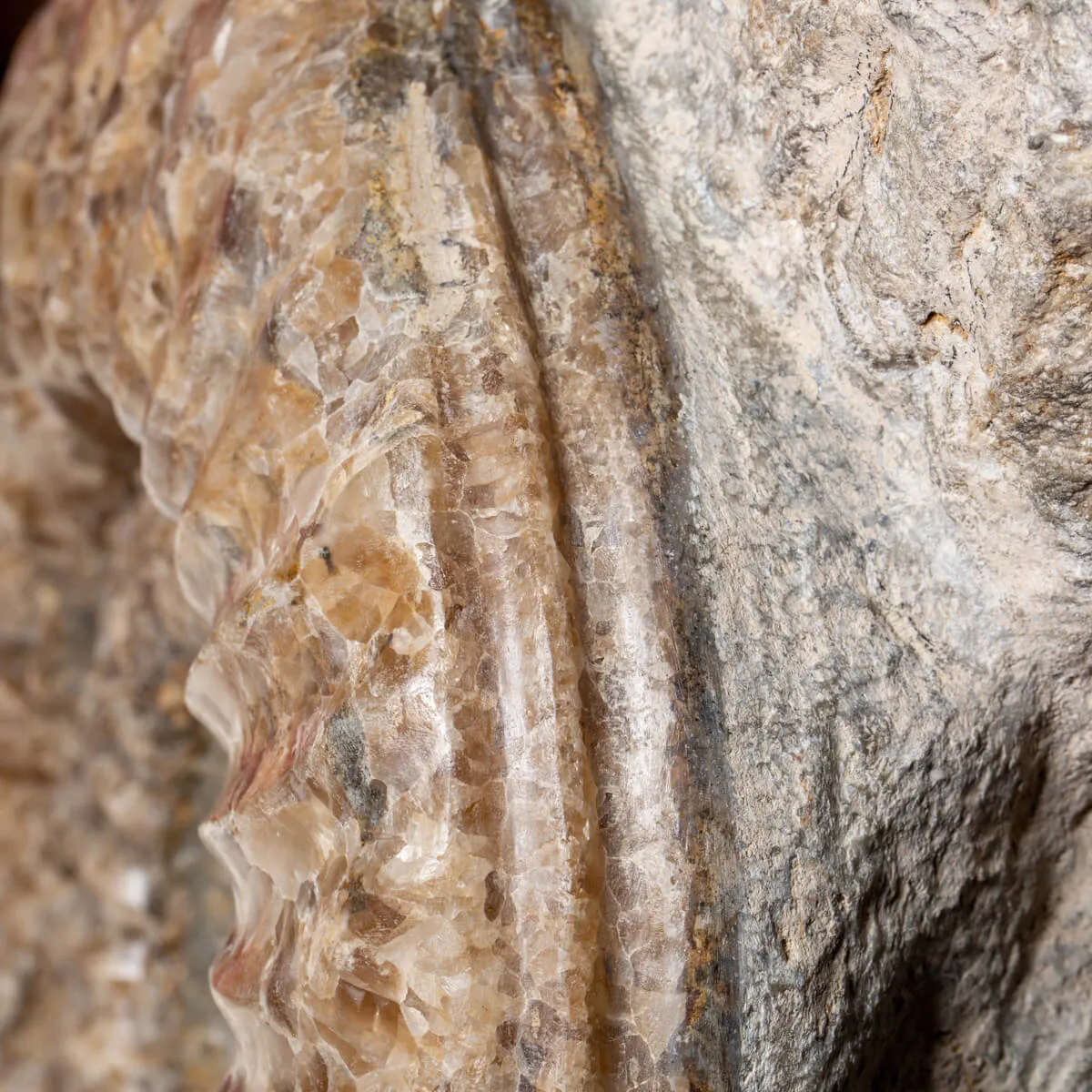 Ammonite Arietites Bucklandi