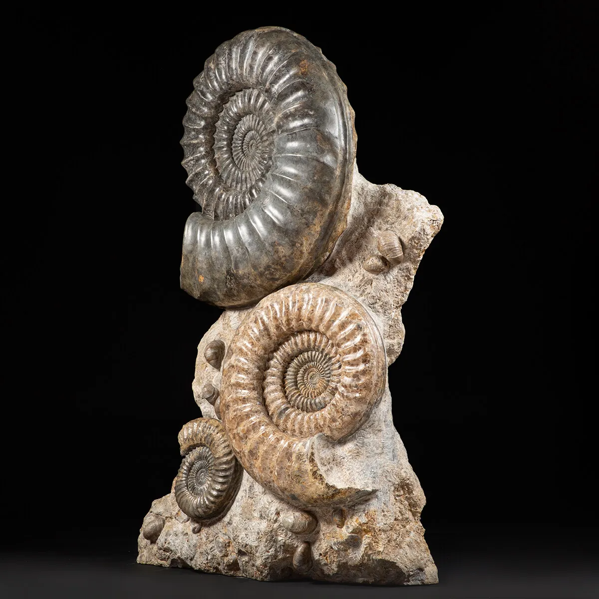 Ammonite Arietites Bucklandi