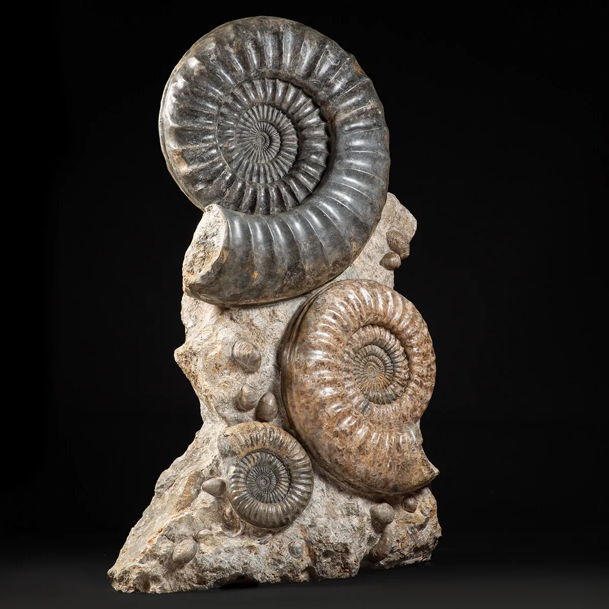 Ammonite Arietites Bucklandi