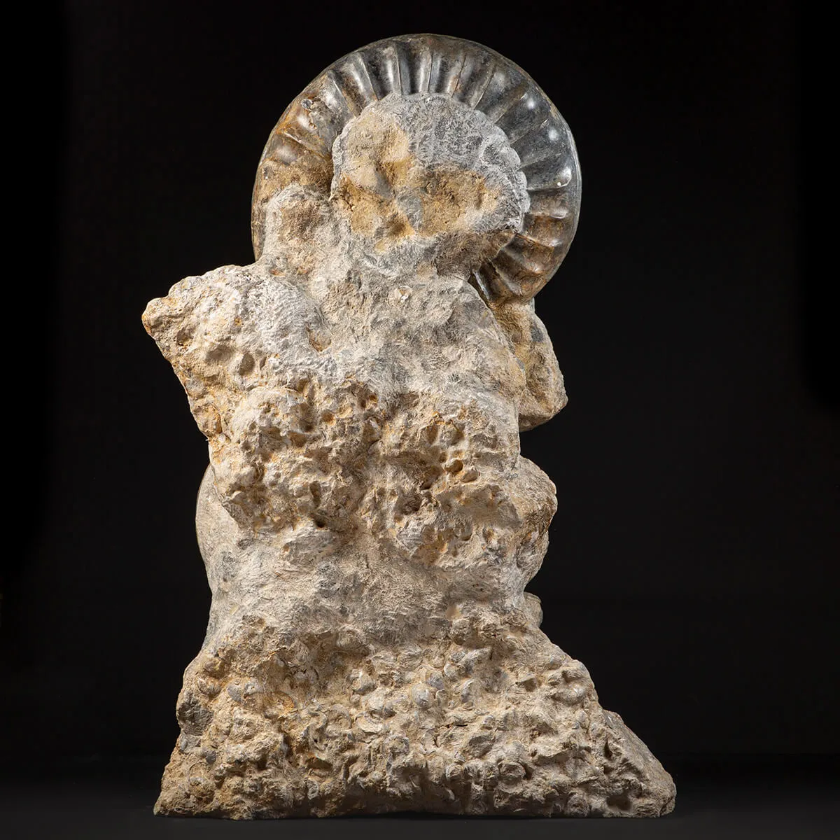Ammonite Arietites Bucklandi