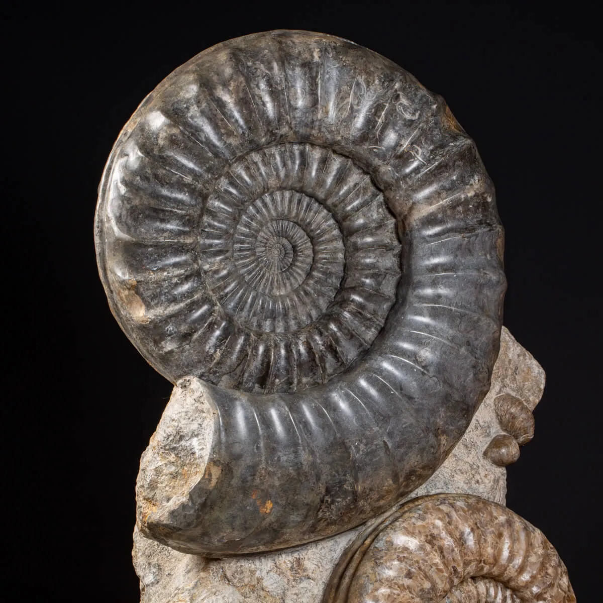 Ammonite Arietites Bucklandi