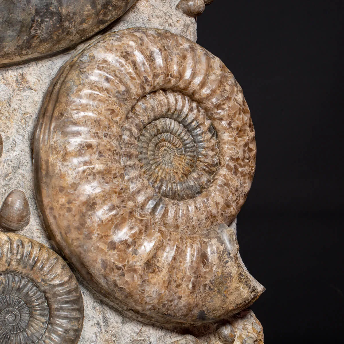 Ammonite Arietites Bucklandi