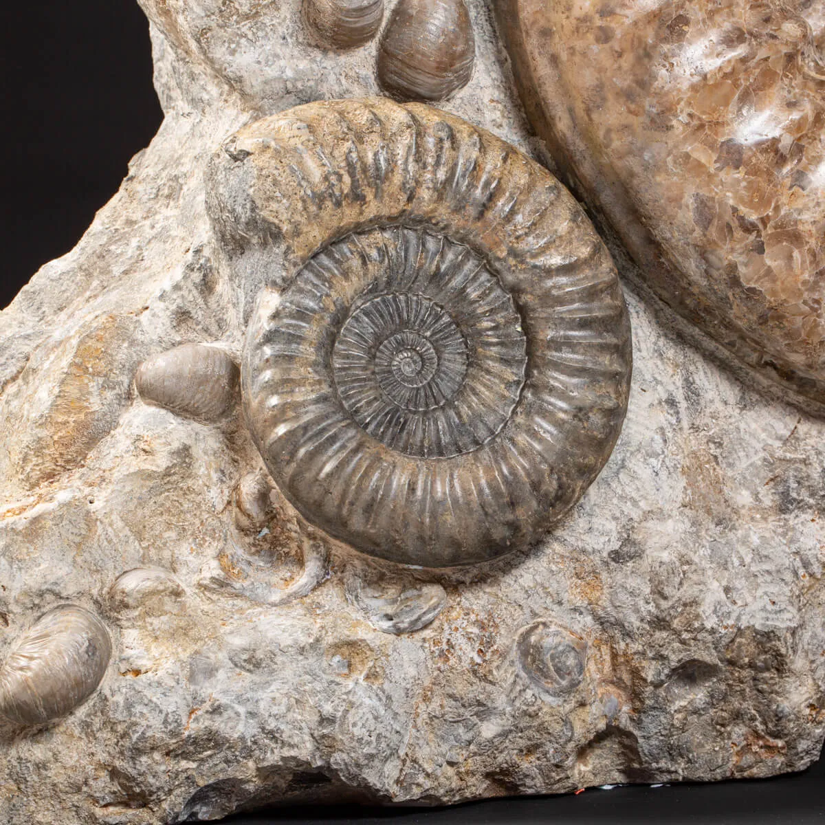 Ammonite Arietites Bucklandi