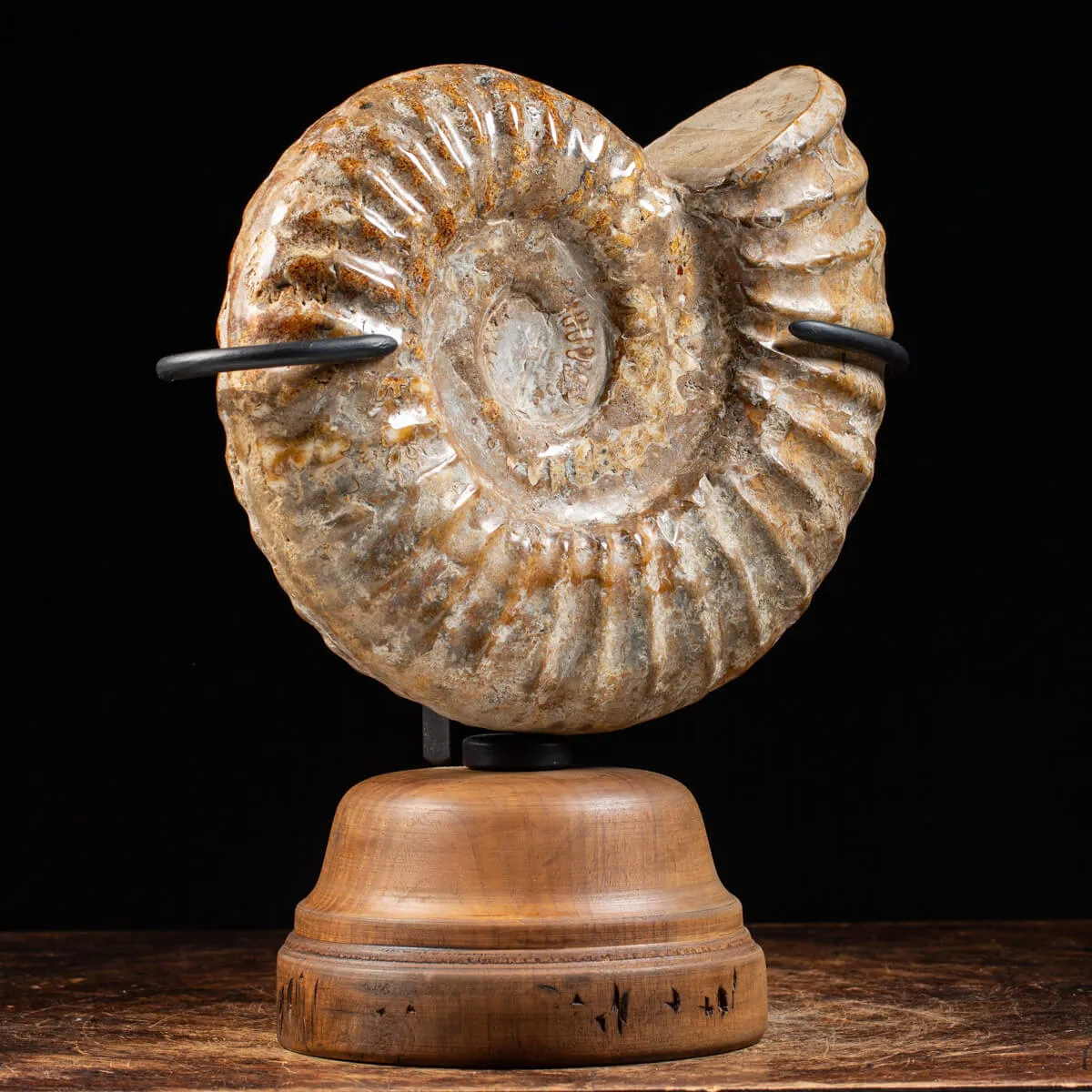 Ammonite Douvilleiceras
