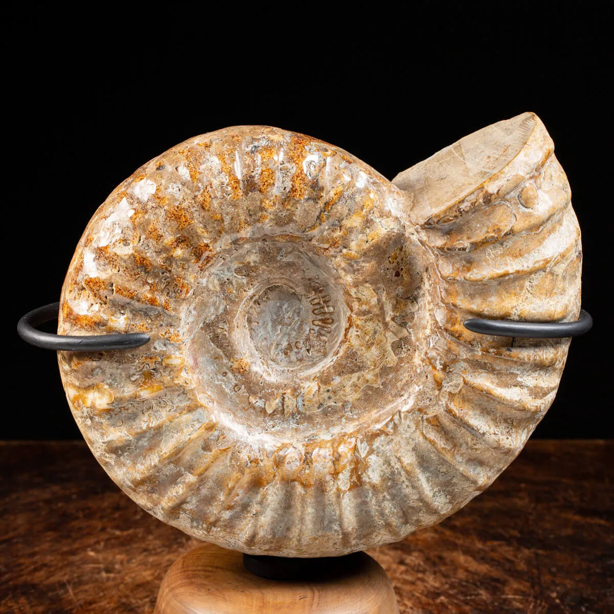 Ammonite Douvilleiceras