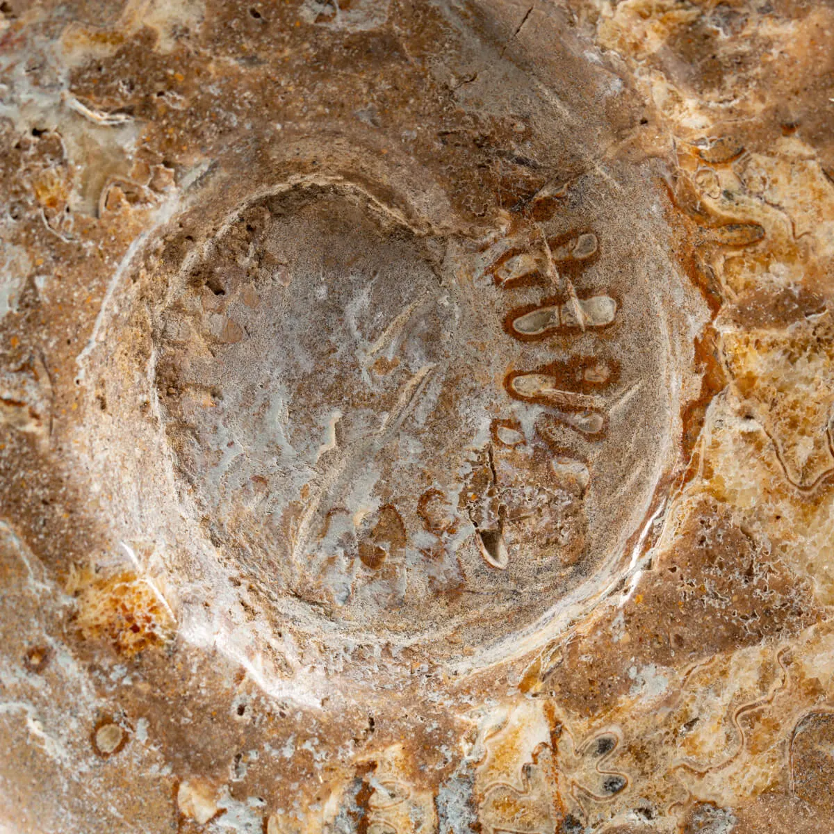 Ammonite Douvilleiceras