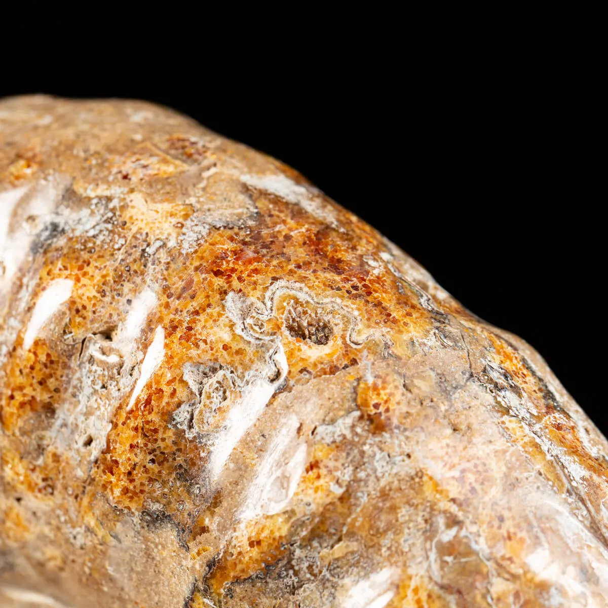 Ammonite Douvilleiceras
