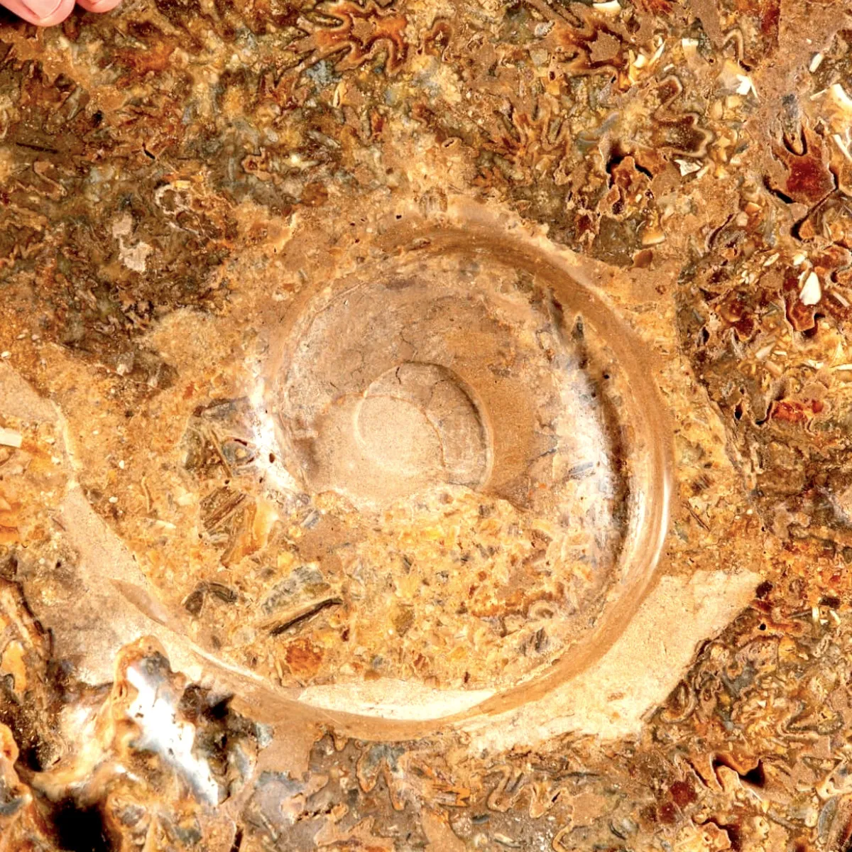 Ammonite Fossile Gigante - Phylloceras sp.
