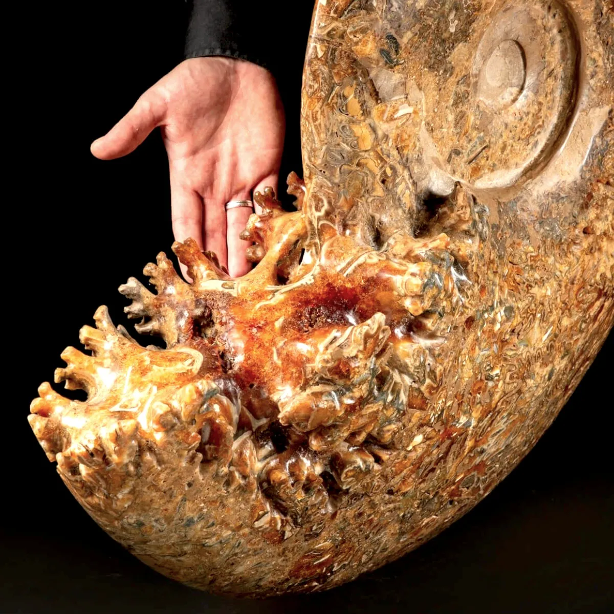 Ammonite Fossile Gigante - Phylloceras sp.