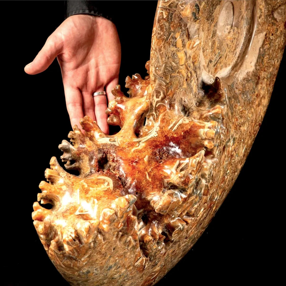 Ammonite Fossile Gigante - Phylloceras sp.