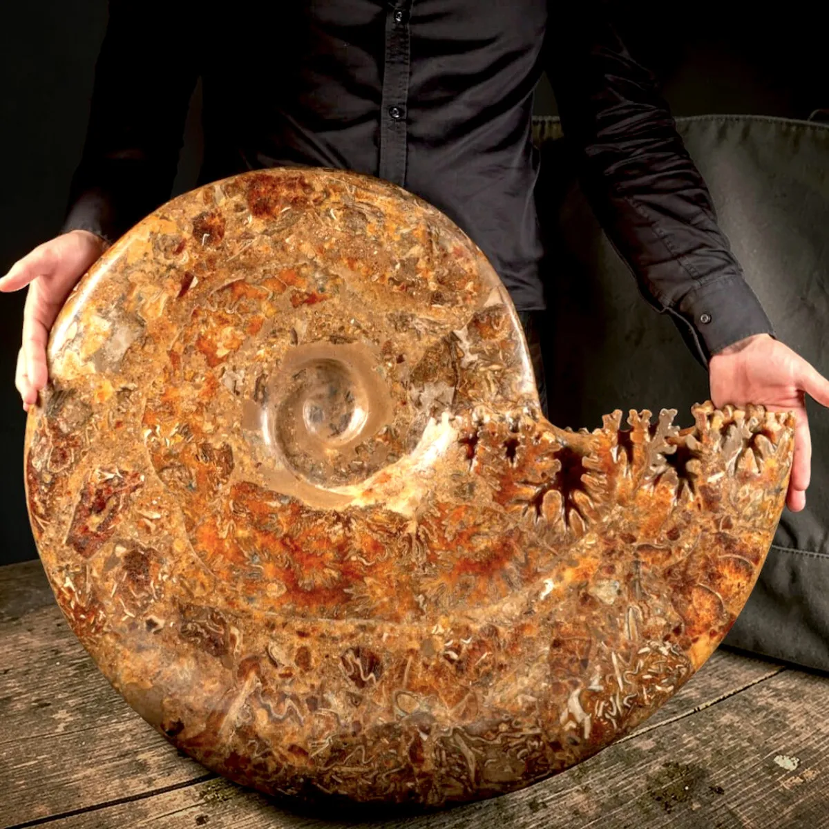 Ammonite Fossile Gigante - Phylloceras sp.