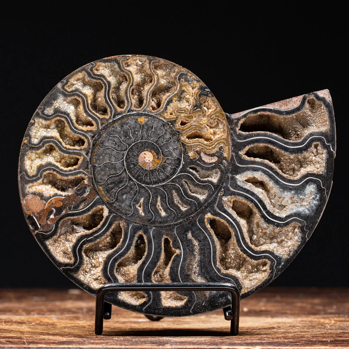 Ammonite Cleoniceras Nera