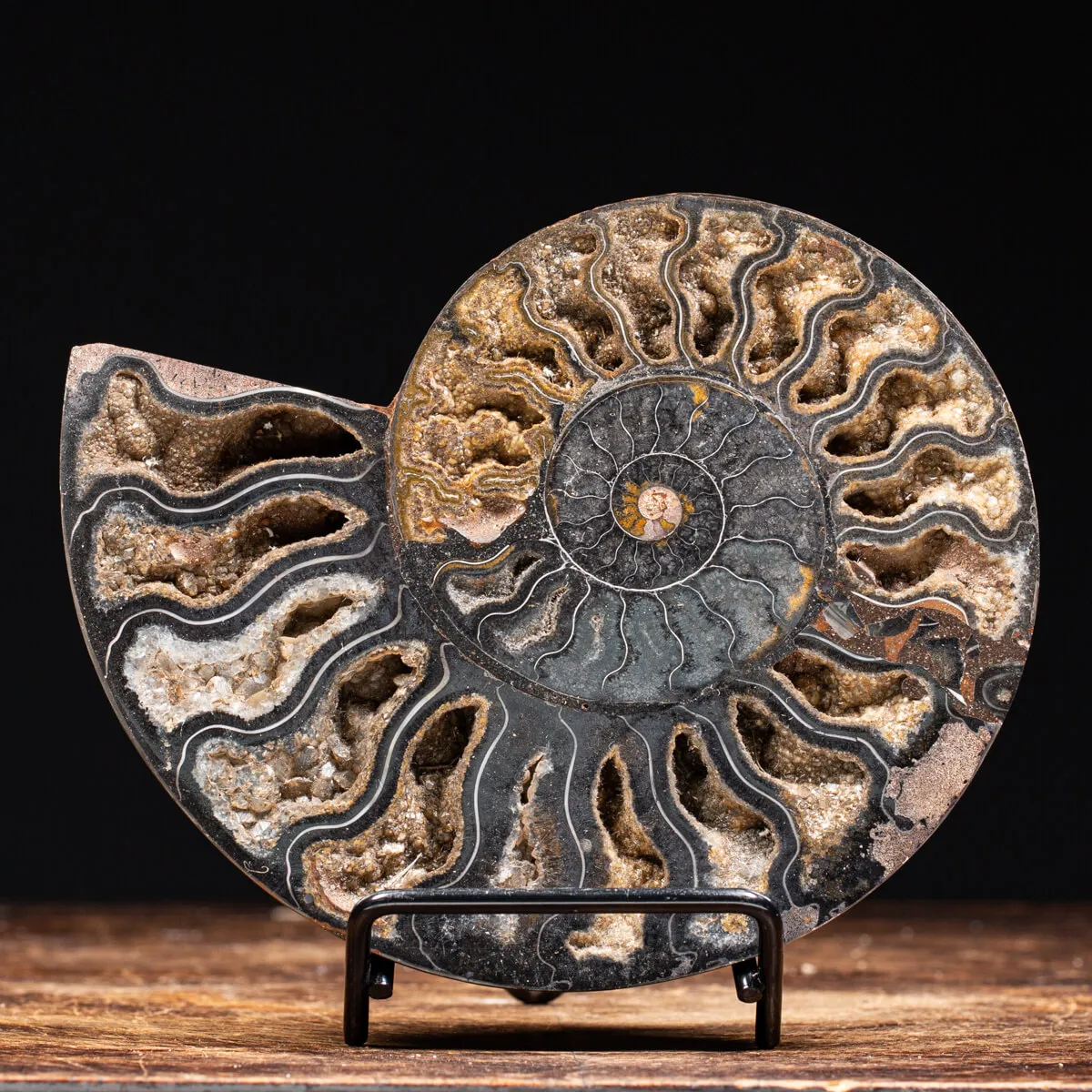 Ammonite Cleoniceras Nera