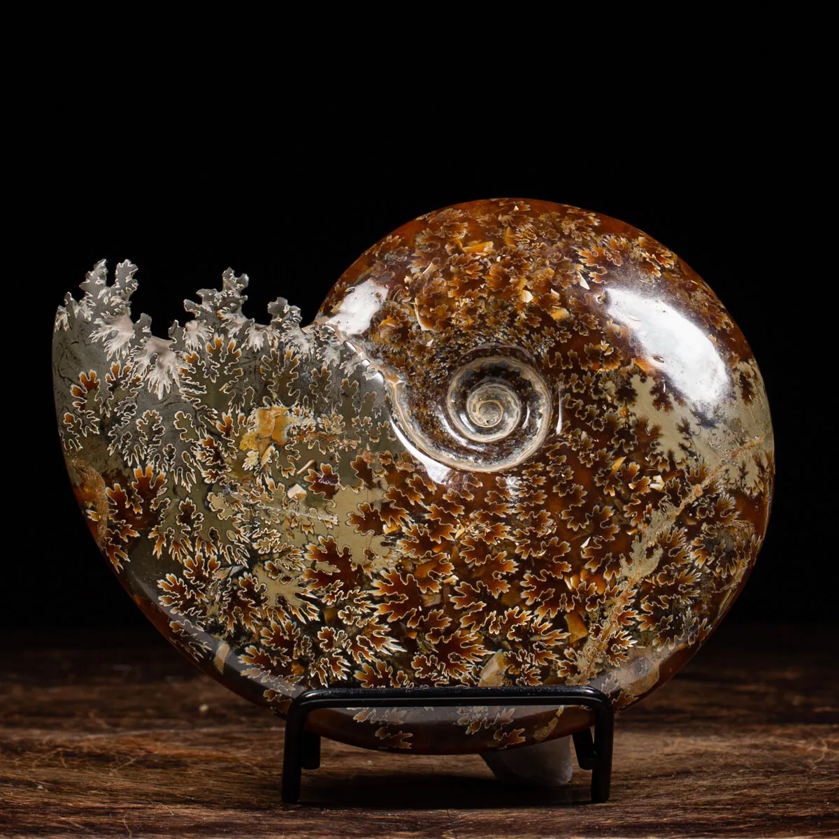 Ammonite Cleoniceras
