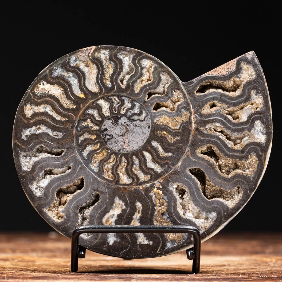 Ammonite Cleoniceras Nera