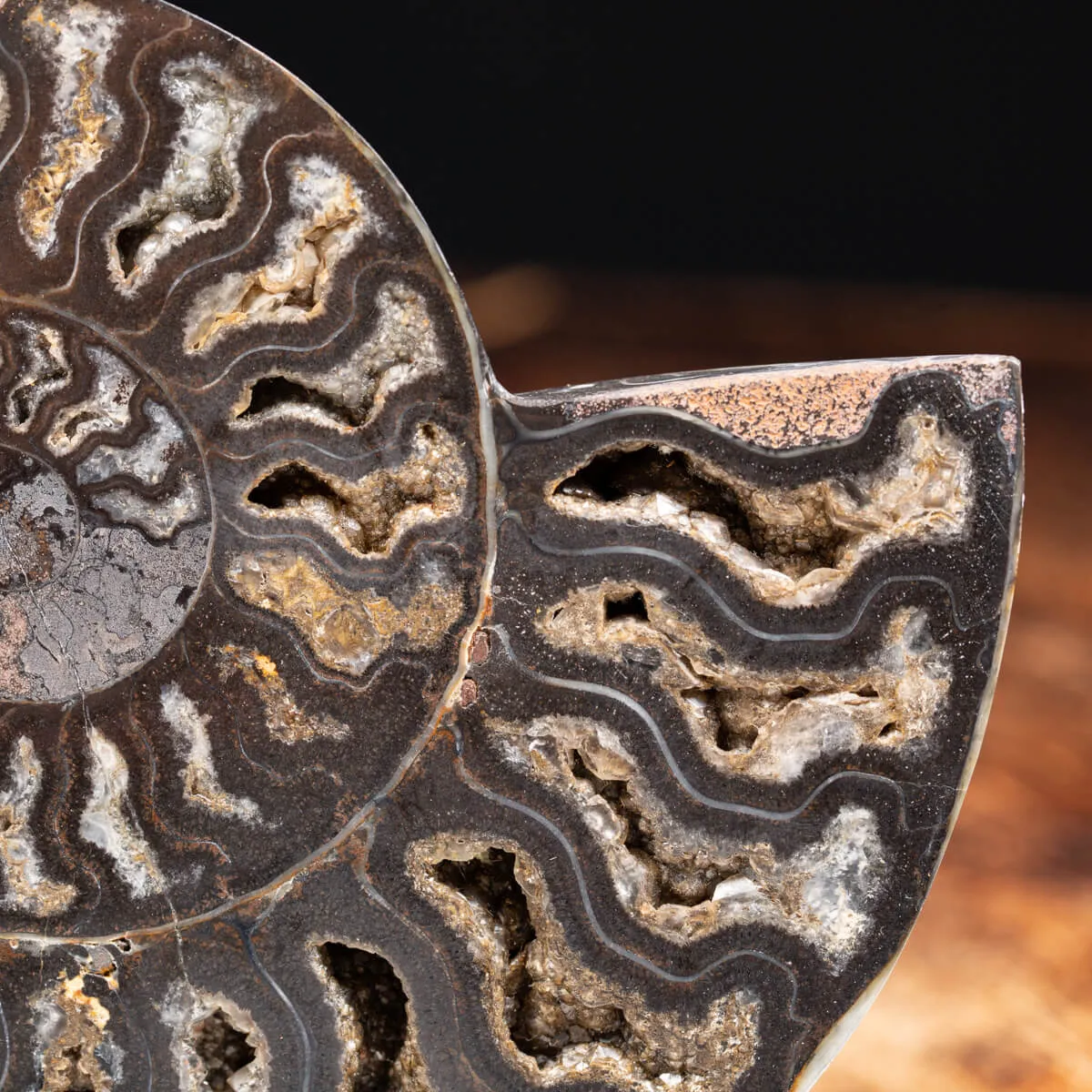 Ammonite Cleoniceras Nera