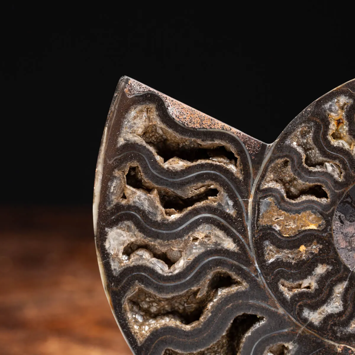 Ammonite Cleoniceras Nera