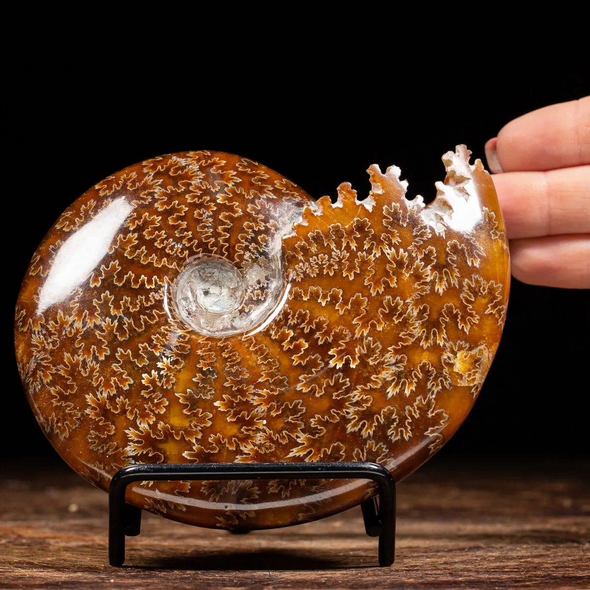 Ammonite Cleoniceras 