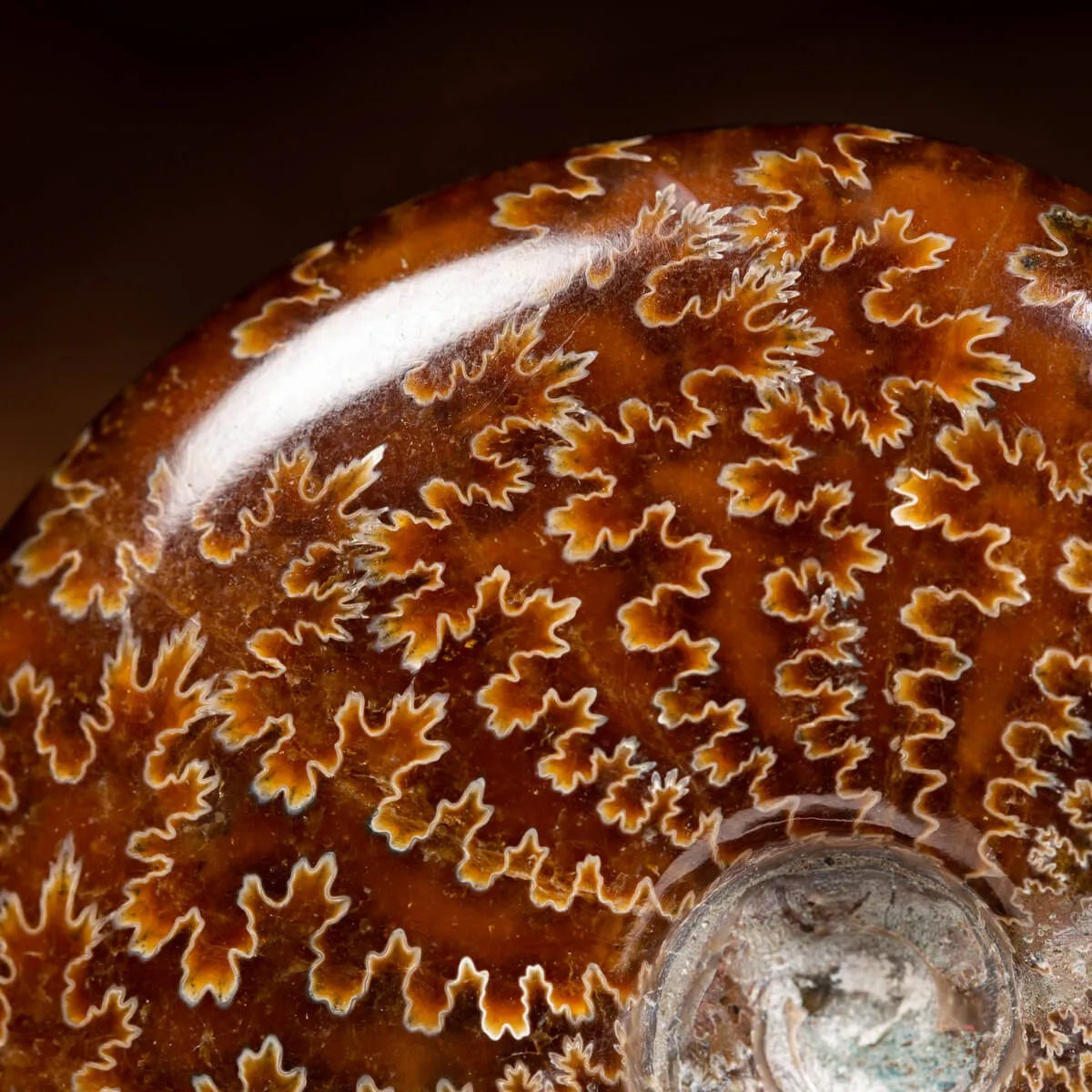 Ammonite Cleoniceras 