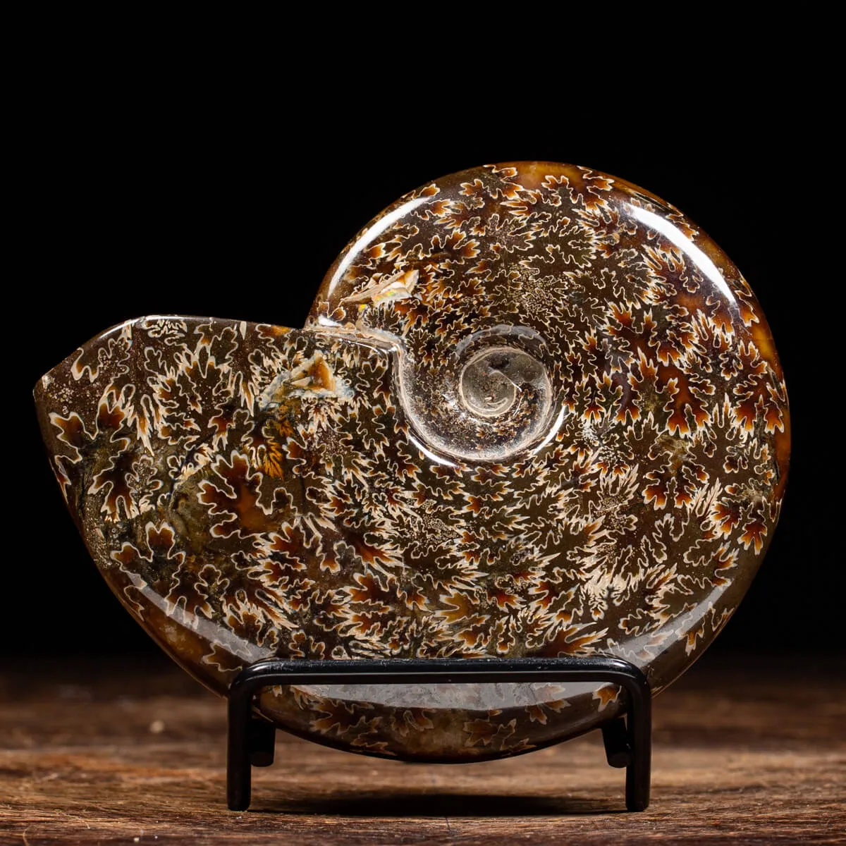 Ammonite Cleoniceras