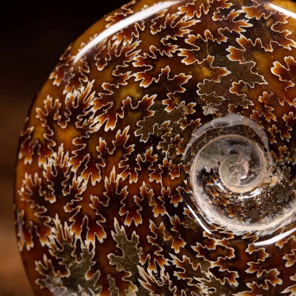Ammonite Cleoniceras