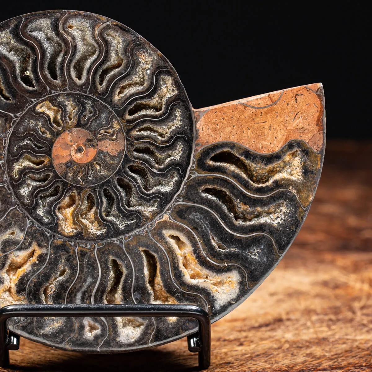 Ammonite Cleoniceras Nera