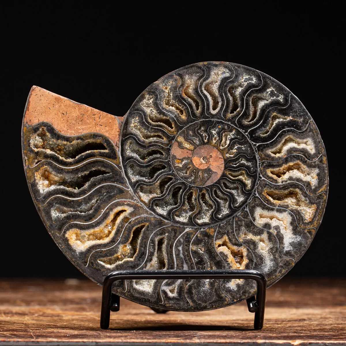 Ammonite Cleoniceras Nera