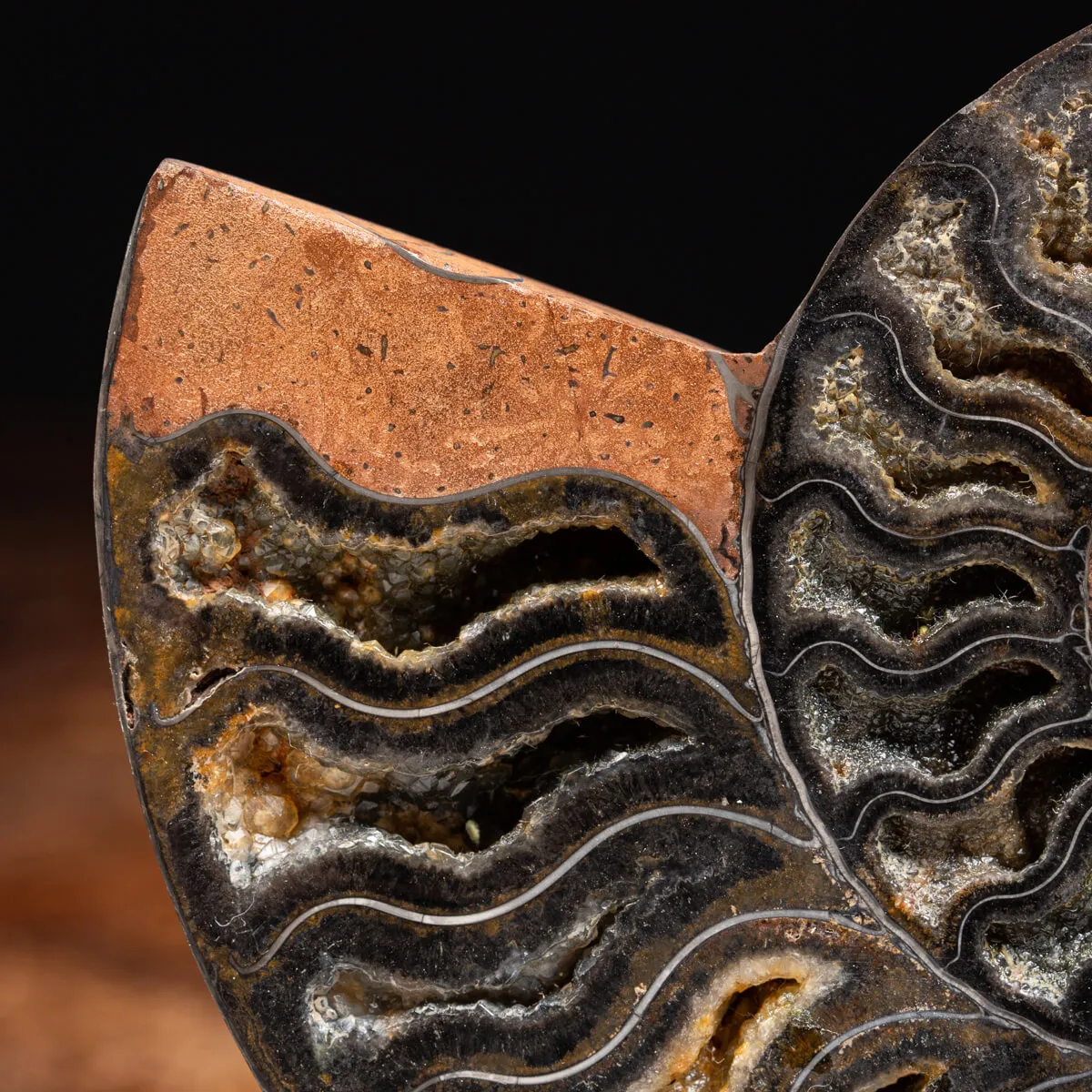 Ammonite Cleoniceras Nera