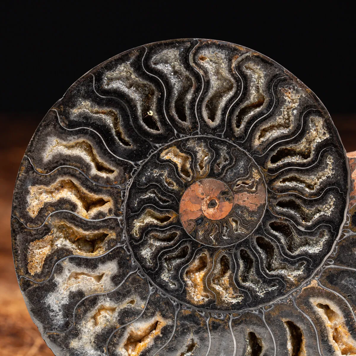 Ammonite Cleoniceras Nera