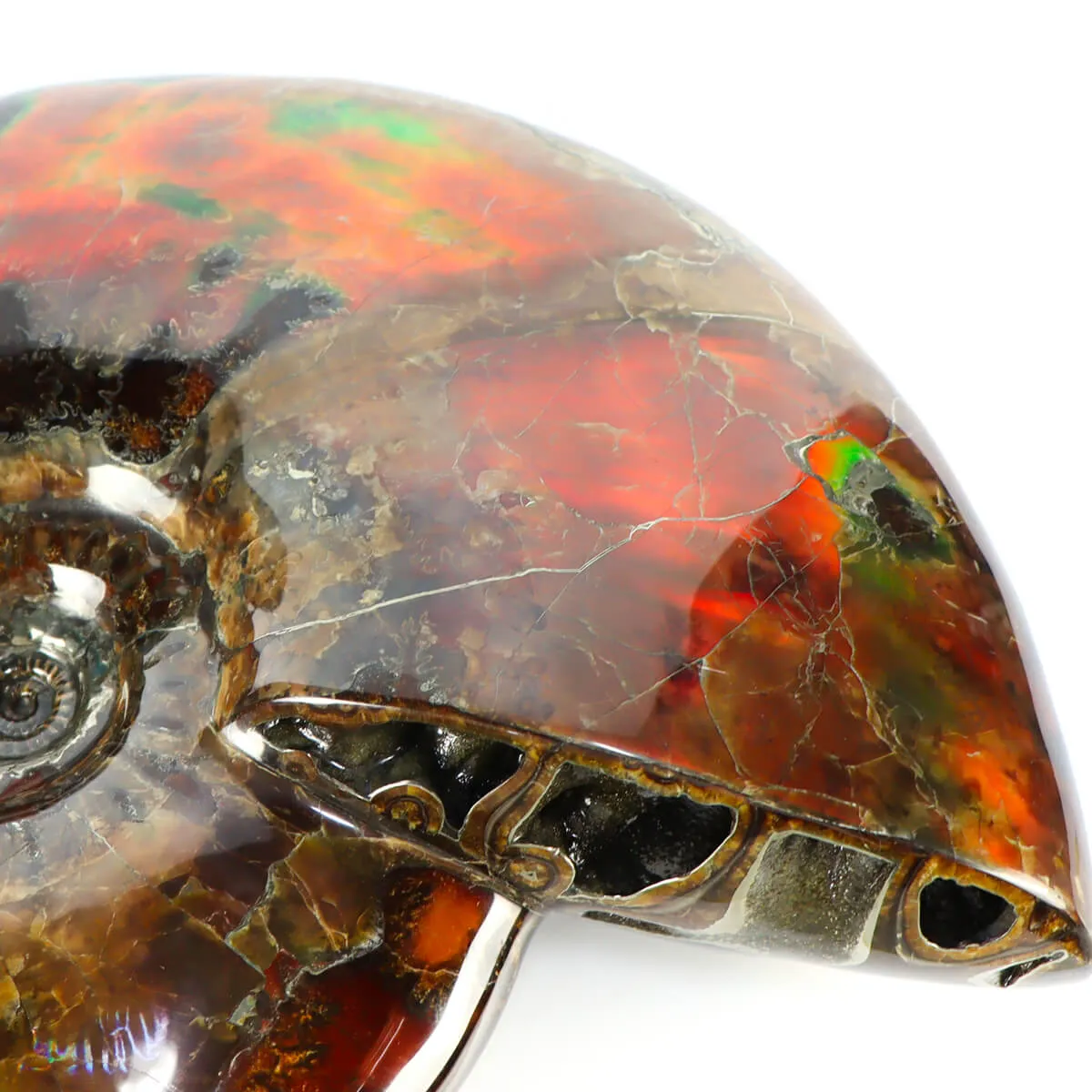 Ammonite Craspedodiscus Discofalcatus