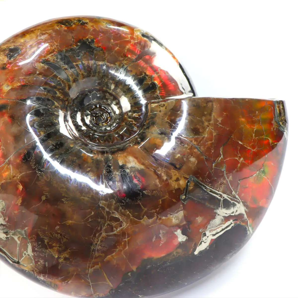 Ammonite Craspedodiscus Discofalcatus